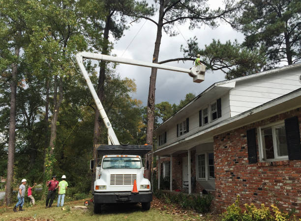 Best Commercial Tree Removal  in USA